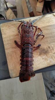 まな板の上の伊勢海老 伊勢海老,海老,エビの写真素材