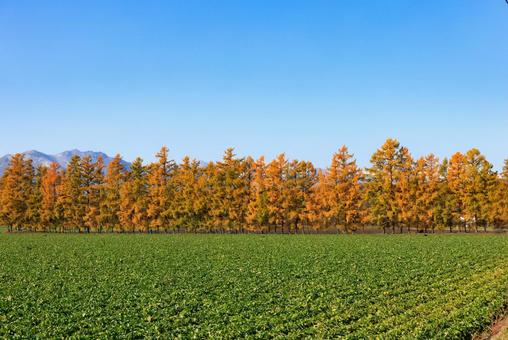 カラ松の紅葉 カラマツ,防風林,紅葉の写真素材