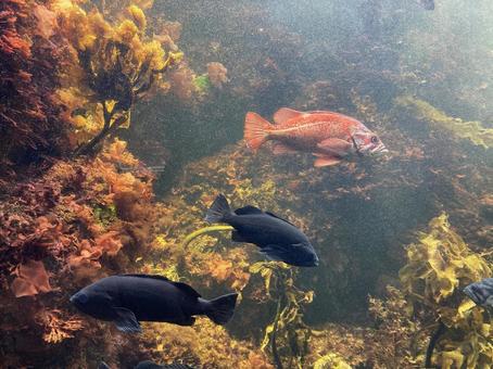 3匹の魚 3匹の魚 海,魚,水族館の写真素材