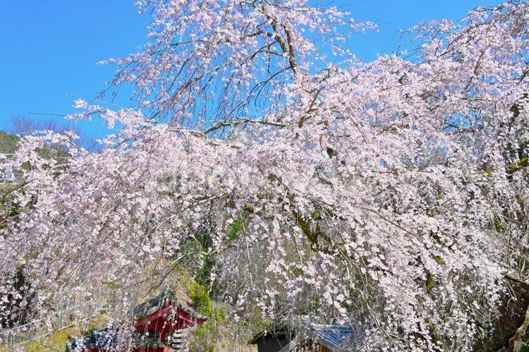 松平郷高月院の華やかなしだれ桜 松平郷,高月院,しだれ桜の写真素材