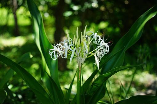 Delicate white spider lilies, JPG