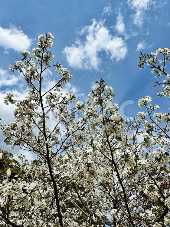 オオシマザクラ　宇久井ビジターセンター 吉野熊野国立公園,宇久井ビジターセンター,モチザクラの写真素材
