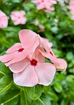 ピンク色の可憐な花﻿をつけるニチニチソウ ニチニチソウ,日々草,花の写真素材