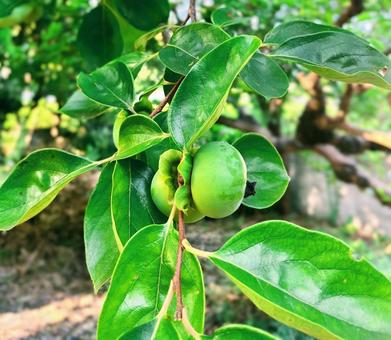 Green Persimmon, JPG Green Persimmon, JPG