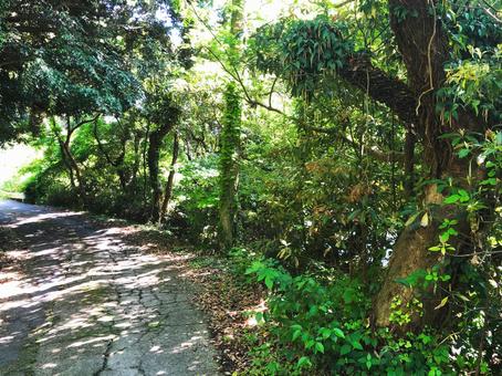 山の中の道路 山の中の道路の写真