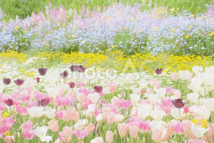 ふんわり・お花畑 チューリップ,春,花畑の写真素材