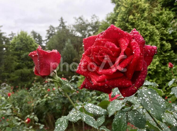 赤の薔薇　ばら　バラ 薔薇,赤の薔薇,赤いバラの写真素材