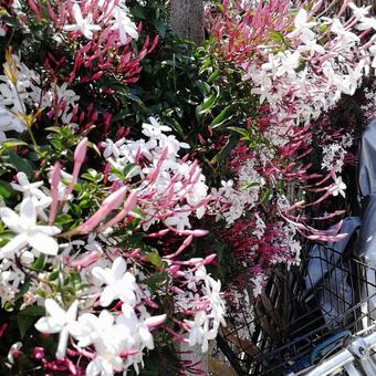 ジャスミンの写真