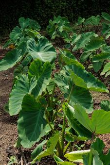 畑で育つ里芋の葉 畑で育つ里芋の葉 畑,野菜,農業の写真素材