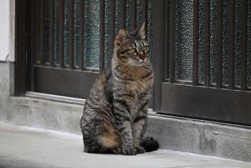 Stray cat from Ehime Prefecture 3, JPG