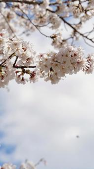 サクラ サクラの写真