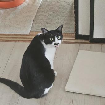 振り返り呼びかけるハチワレ姉猫 振り返り呼びかけるハチワレ姉猫の写真