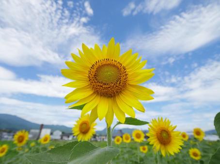 夏を感じる青空とヒマワリ畑 夏を感じる青空とヒマワリ畑 ひまわり,ひまわり畑,夏の写真素材