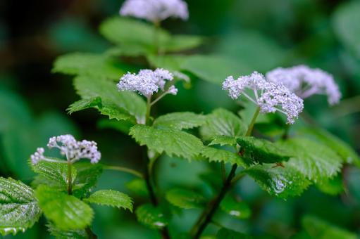 Photo, core dusk, small hydrangea, deciduous low wood, 