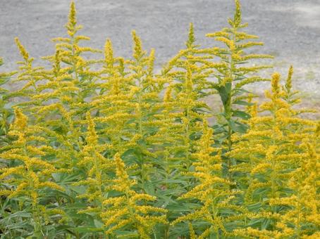 【花の写真】セイタカアワダチソウ セイタカアワダチソウ,背高泡立草,黄色の写真素材
