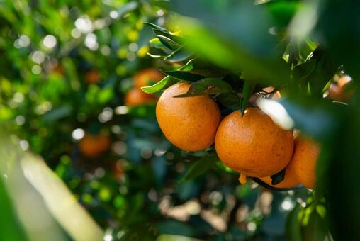 みかん狩り みかん,果物,みかん狩りの写真素材