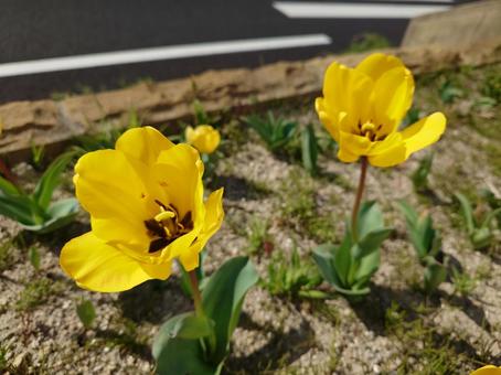 Tulips, JPG Tulips, JPG