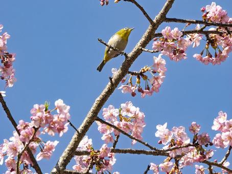 Kawazu cherry blossoms and Japanese white-eye, JPG