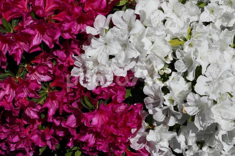 ピンクとホワイト　満開のツツジの花 躑躅,花,白の写真素材