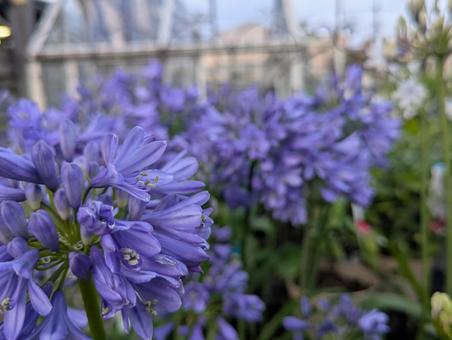 アガパンサスの写真