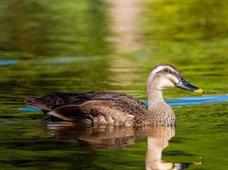 泳ぐカルガモ カモ,カルガモ,鴨の写真素材