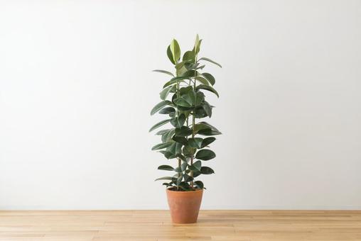 Rubber tree lobster Rubber tree lobster