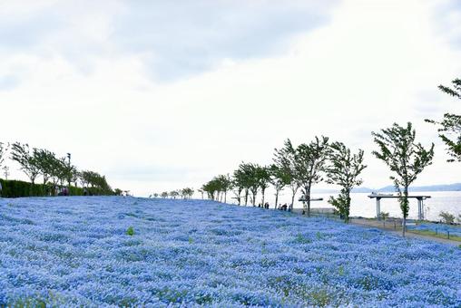 ネモフィラの写真