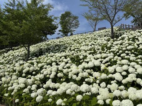 White hydrangea, JPG