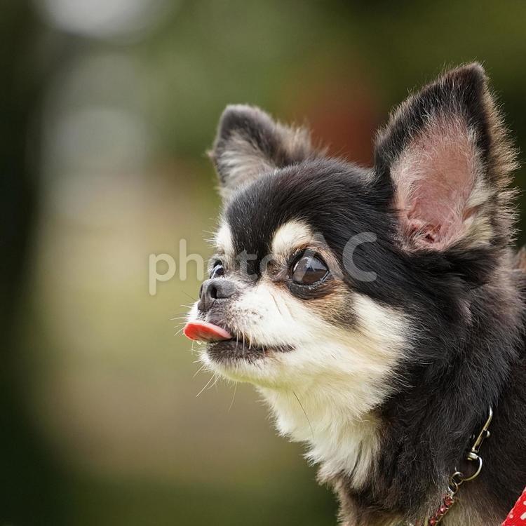 チワワのポートレート 犬,チワワ,可愛い犬の写真素材