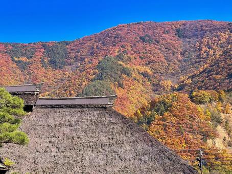 晩秋の茅葺き屋根と彩る山々 晩秋の茅葺き屋根と彩る山々 もみじ,茅葺き屋根,秋の写真素材