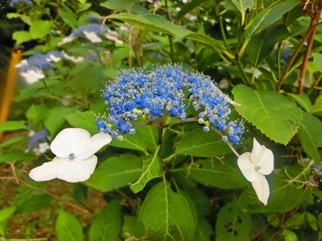 ガクアジサイの写真
