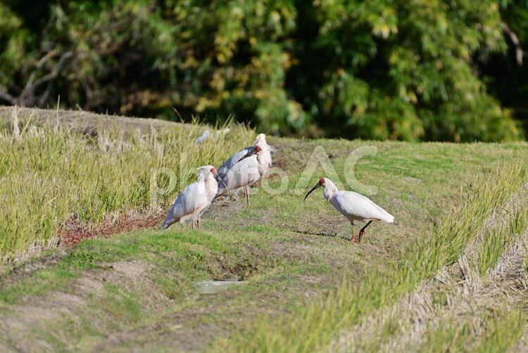 朱鷺と共に暮らす里 朱鷺,野鳥,ニッポニア・ニッポンの写真素材