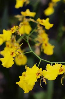 ９月中旬のオンシジウムの花の写真