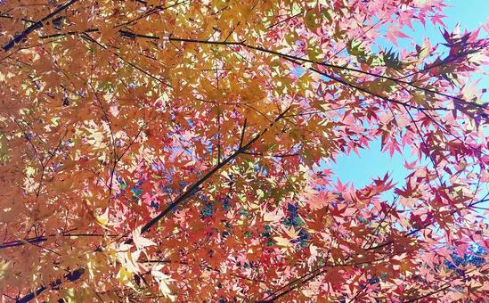 もみじの紅葉 もみじの紅葉 紅葉,もみじ,秋の写真素材