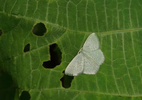 アオシャクの仲間（蛾）の写真