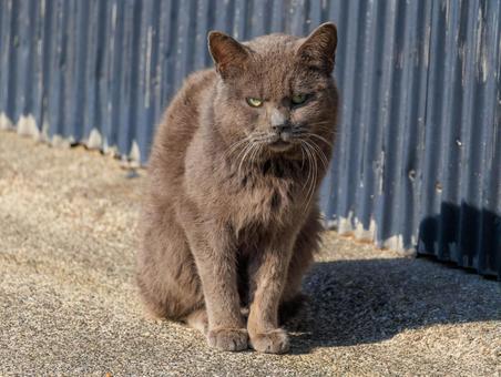 少し目付きが怖い野良猫さんです。 少し目付きが怖い野良猫さんです。 猫,野良猫,地域猫の写真素材