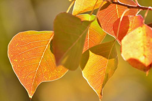 紅葉するナンキンハゼ ナンキンハゼ,紅葉,秋の写真素材