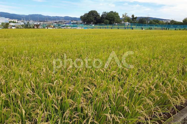 田舎の田園風景 朝焼け,稲穂,田園の写真素材