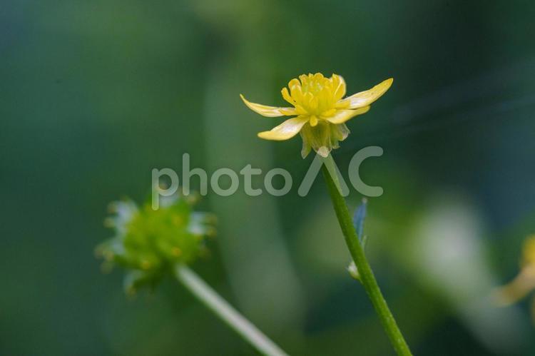 野原に咲く黄色い花のキツネノボタン 花,植物,自然の写真素材