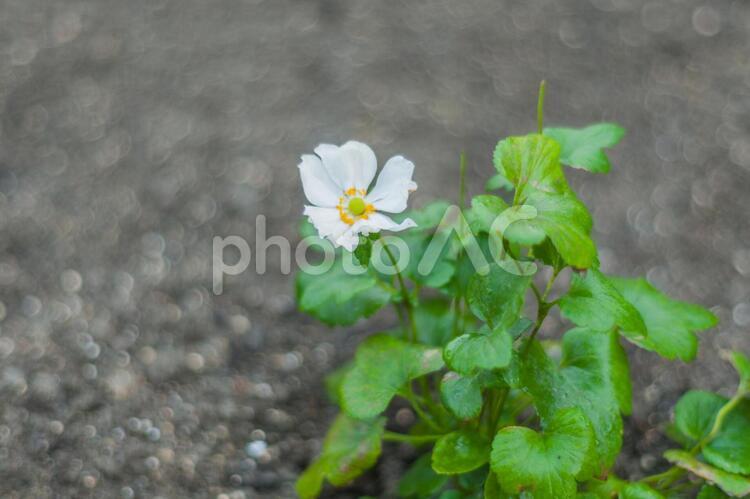 清楚なシュウメイギク シュウメイギク,秋明菊,花の写真素材