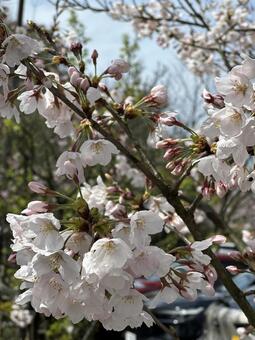 愛媛の桜26 桜,ソメイヨシノ,愛媛の写真素材
