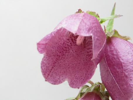 Flower Plants, JPG