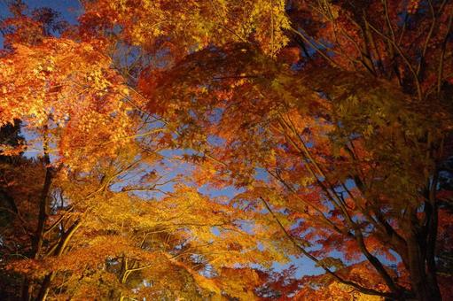 赤とオレンジの紅葉 赤とオレンジの紅葉の写真