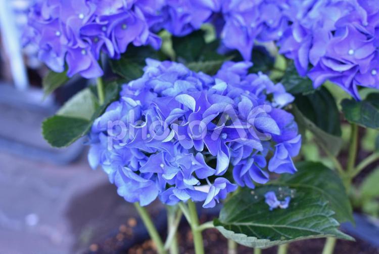 あじさい あじさい,アジサイ,紫陽花の写真素材