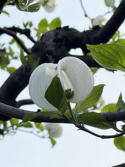 白い花 白い花 花,春,屋外の写真素材