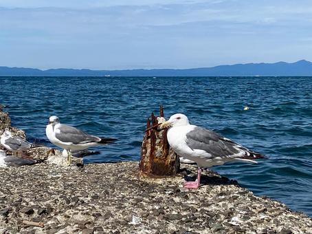 海とウミネコ 海とウミネコの写真