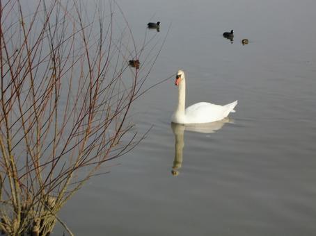 水鳥ボケ背景-4 水鳥ボケ背景-4の写真