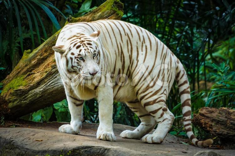 ジャングルに佇むホワイトタイガー ホワイトタイガー,タイガー,縞模様の写真素材