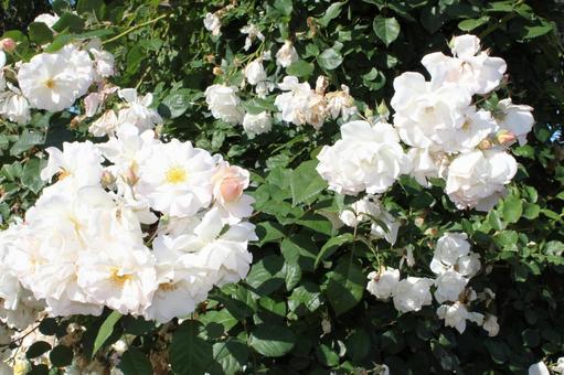 ばら177 ばら177 バラ,薔薇,ガーデニングの写真素材