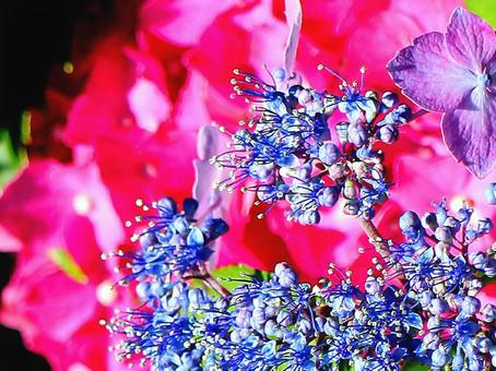 日本の花 日本の花の写真